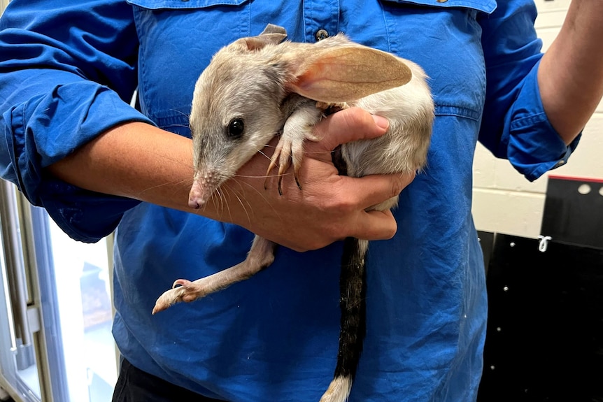 A bilby, a native Australian marsupial with big ears is being held in the arms of someone with a blue shirt. 