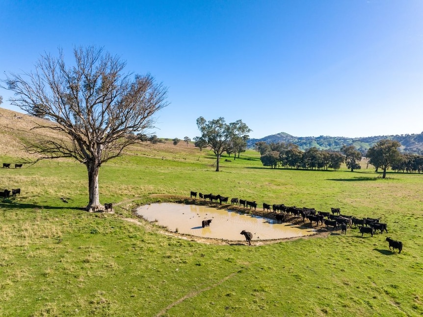 Black Angus cattle standing around a dam surrounded by green grass