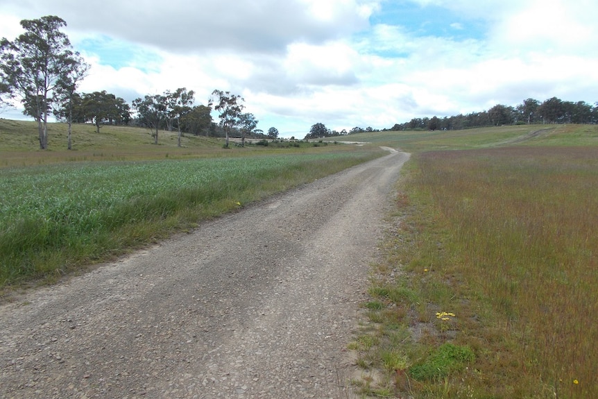 A dirt road bisects a paddock where one side treated with fish waste is very lush compared to the other side