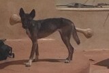 A wild dog at a house in the Iron Range