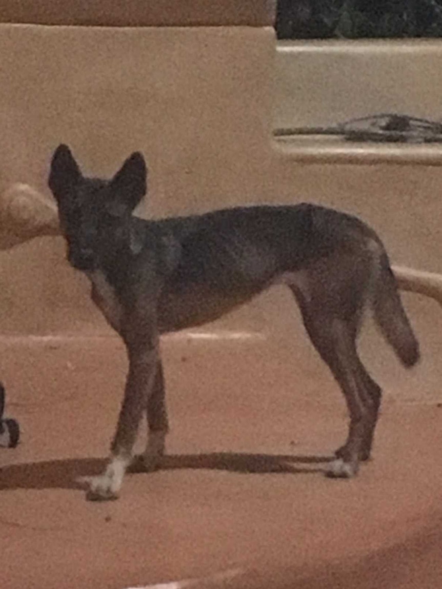 A wild dog at a house in the Iron Range