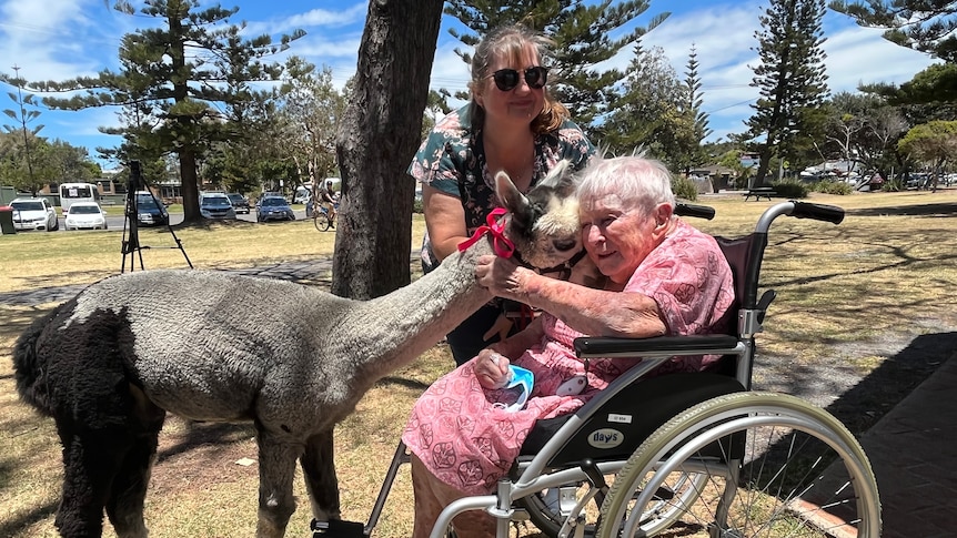 A very elderly lady using a wheelchair pats an alpaca