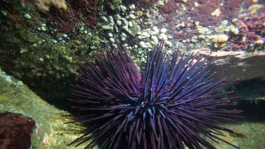 Longspine sea urchin, centrostephanus rodgersii
