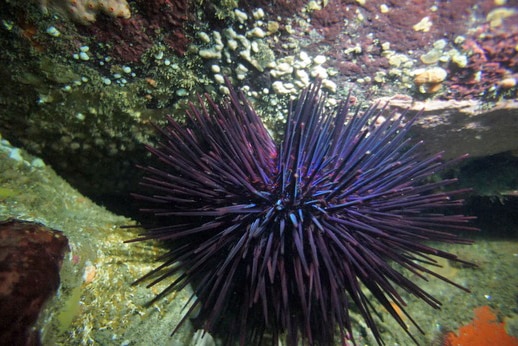 Longspine sea urchin, centrostephanus rodgersii