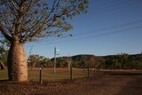 A boab tree next to a police station sign in the remote NT community of Timber Creek.