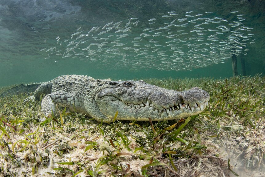 An American crocodile sits underwater while fish swim over the top.