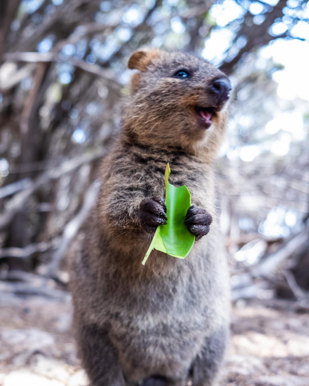 rottnest-island-accommodation-booking-system-to-get-overhaul-amid