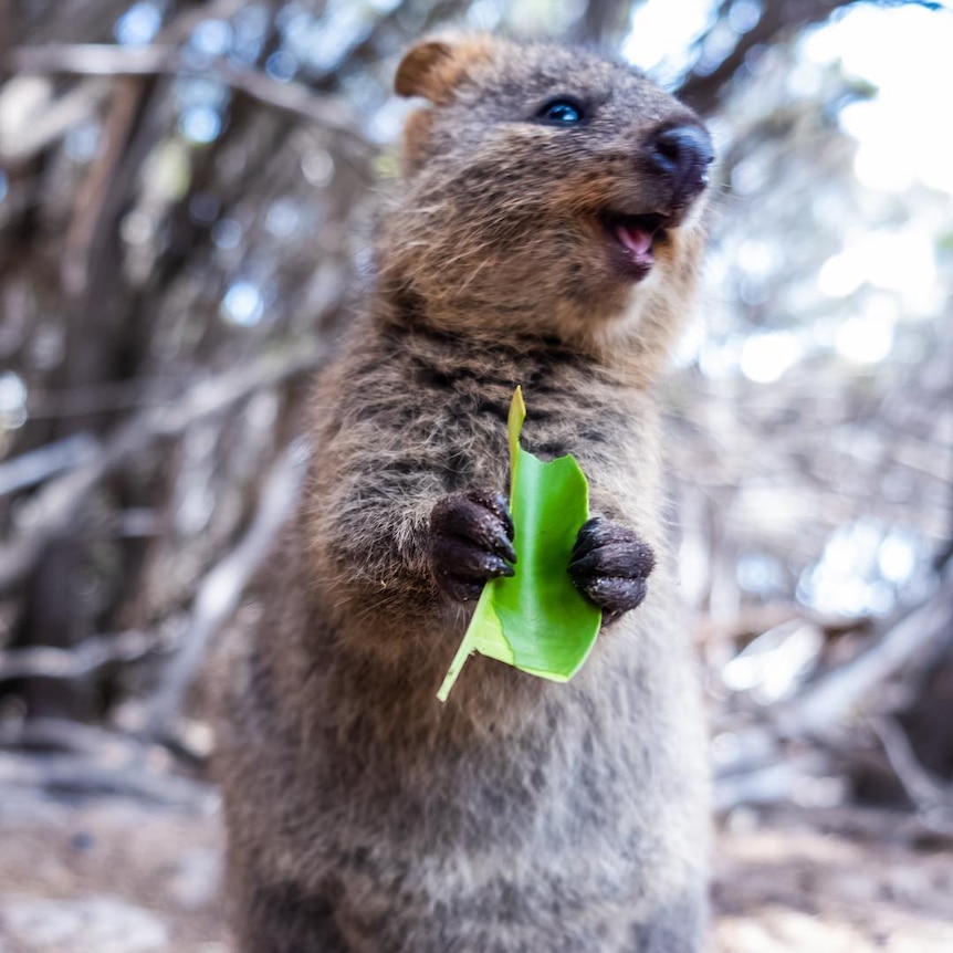 A quokka holds a leaf that its munching on.