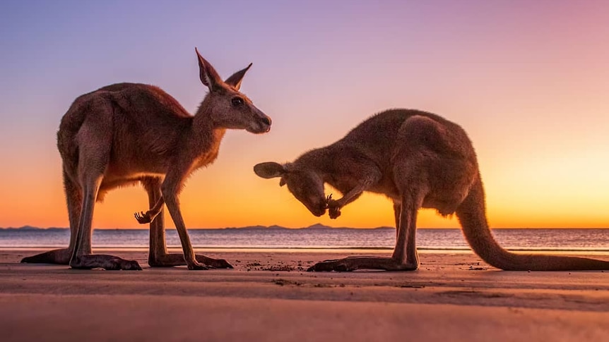 Two kangaroos facing each other on the beach, with the sun rising over the ocean in the background.