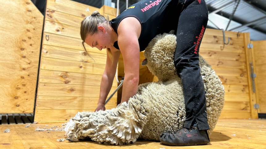 Woman shearing a sheep.