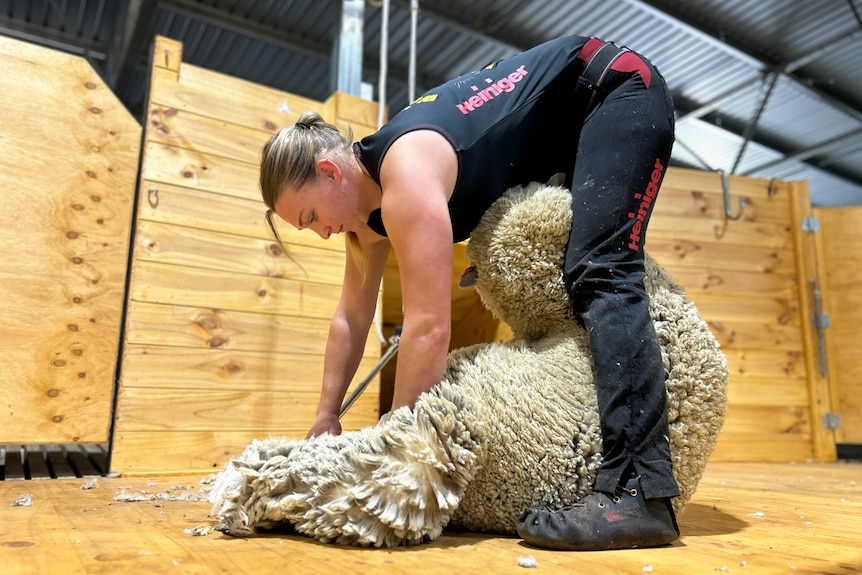 Woman shearing a sheep