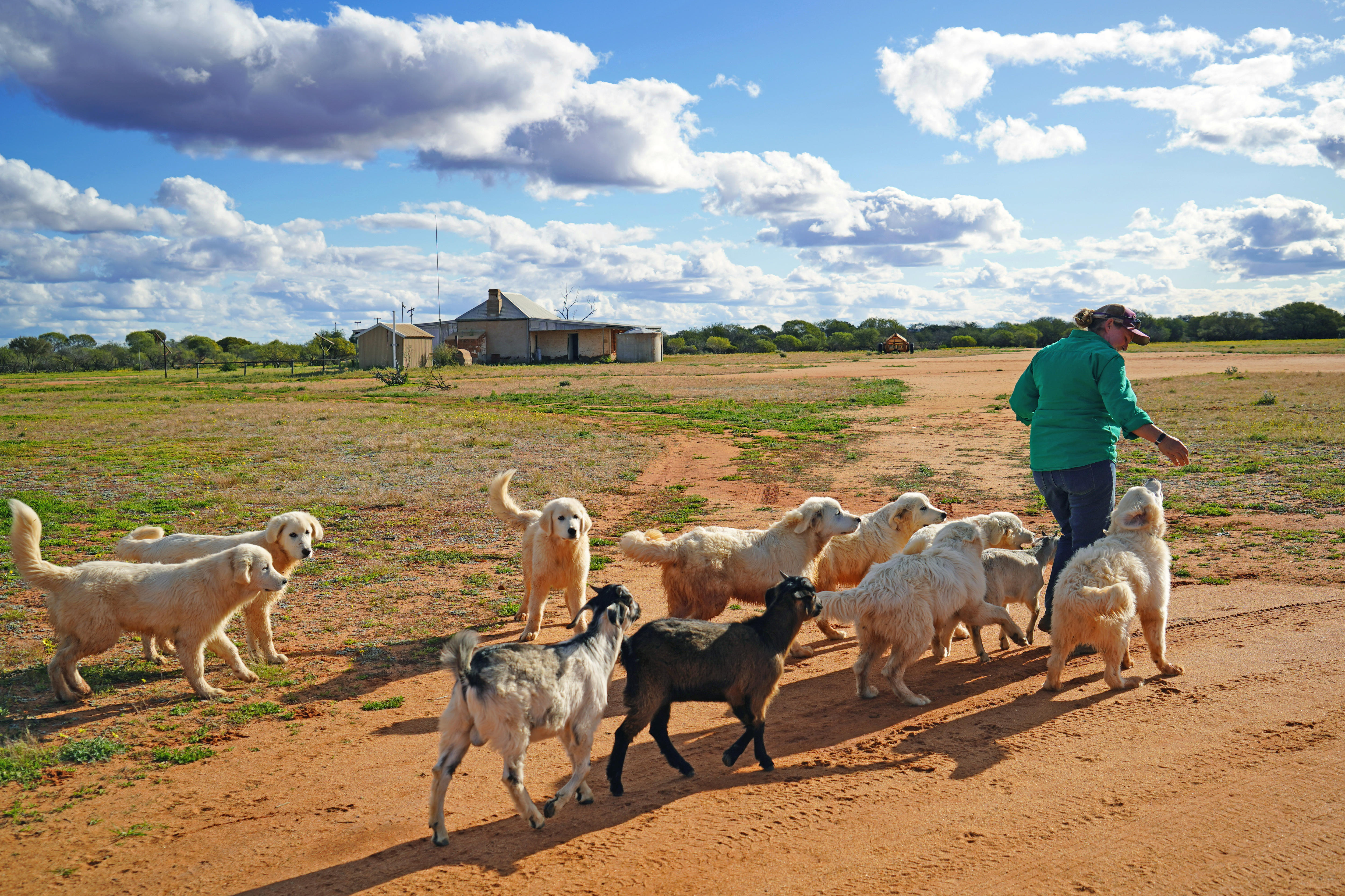 A woman walks away from the camera, followed by white dogs and goats. 