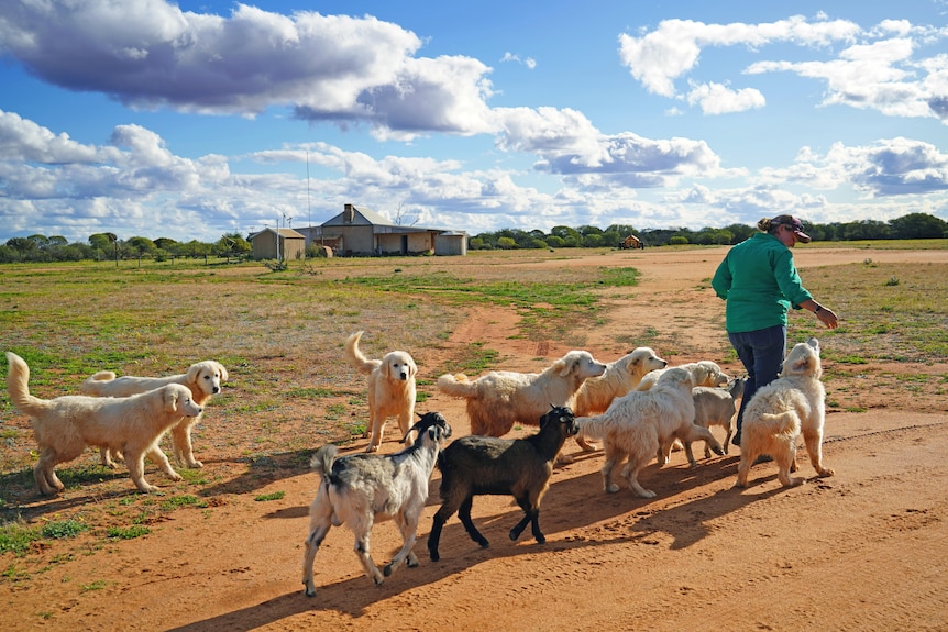 A woman walks away from the camera, followed by white dogs and goats. 
