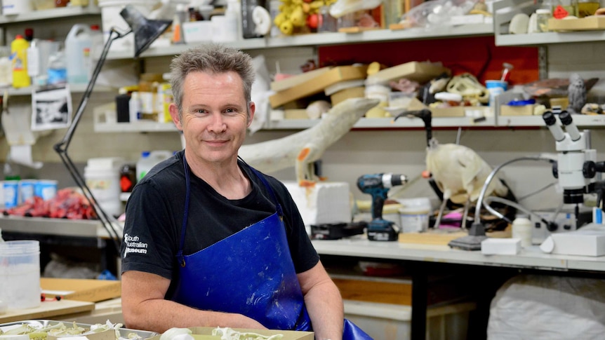 Taxidermist Jo Bain sitting at his desk at the South Australian Museum.