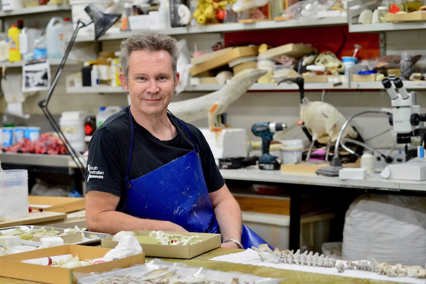 Taxidermist Jo Bain sitting at his desk at the South Australian Museum.