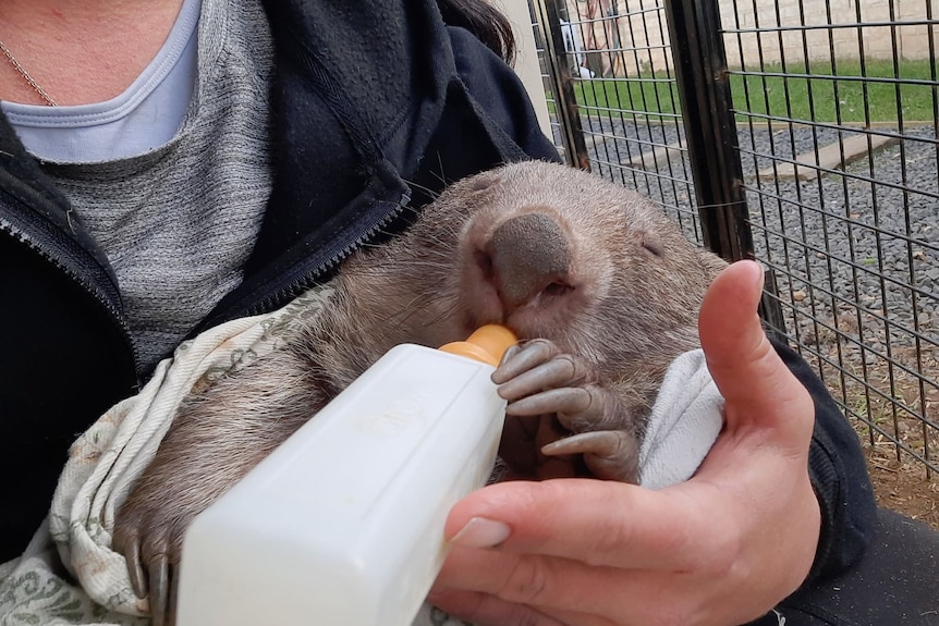 a woman cradles a baby wombat and feeds it a bottle