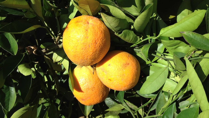 Oranges on a tree.