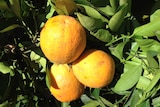 Oranges on a tree.