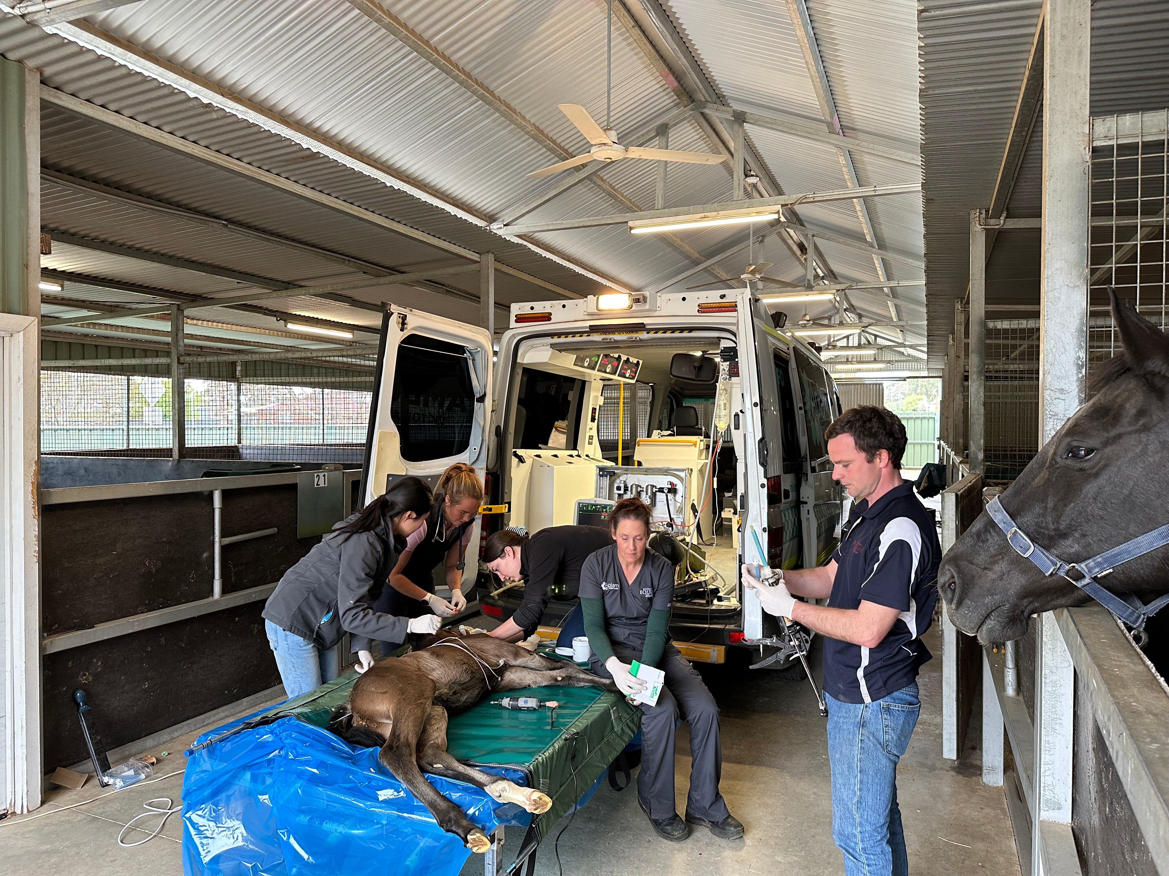 Image of people surrounding a horse on a table.