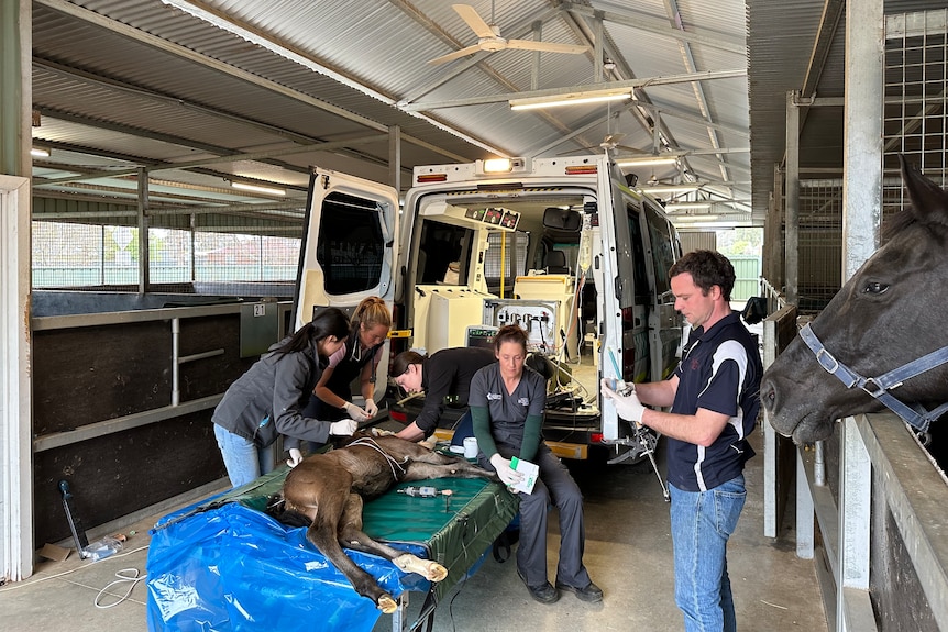 Image of people surrounding a horse on a table behind an ambulance.