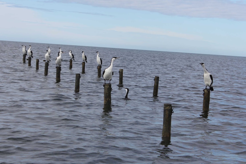 A flock of sea birds perched on wooden poles in the ocean.