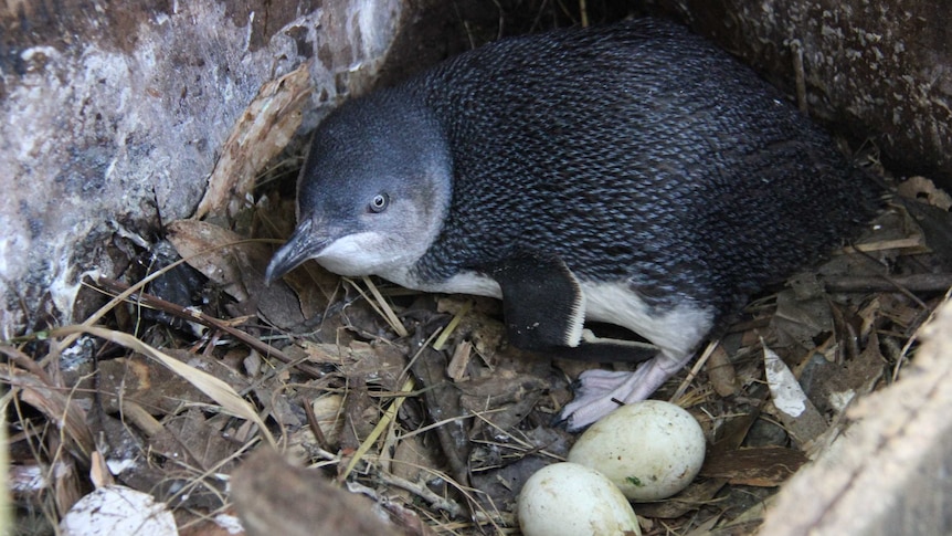 Little penguin in Manly