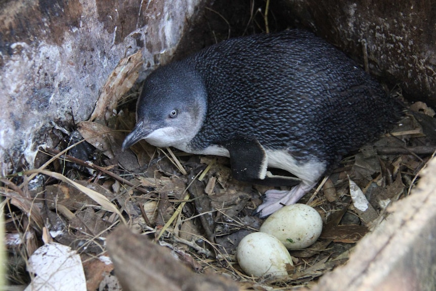 Little penguin in Manly