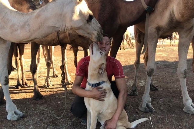 A man kneels down, while patting his dog as a camel leans down towards them. Other camels mill around.