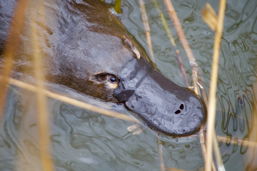 A close up of a platypus in a waterway, its snout and eyes visible between reeds.