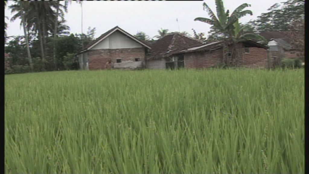 Revolutionary rice farmers reach global market - ABC News