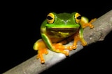 Cape York Graceful Treefrog