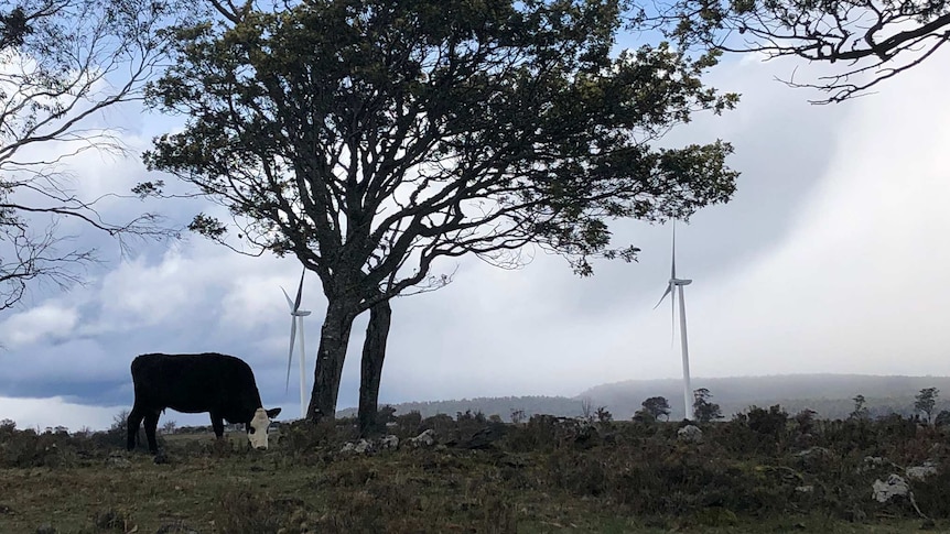 A cow chews on some grass underneath a tree, with two wind turbines in the background.