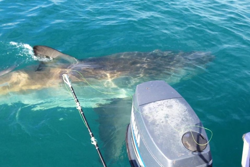 A shark comes within metres of a small fishing boat off the coast south of Perth.
