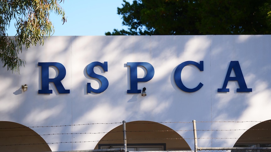 A white building with the letters RSPCA in blue, surrounded by a fence and trees. 