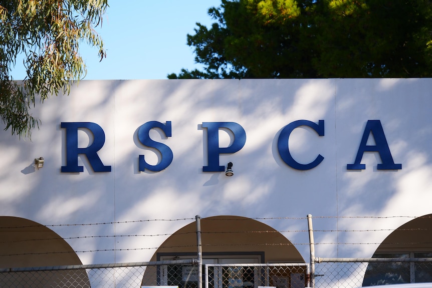 A white building with the letters RSPCA in blue, surrounded by a fence and trees. 