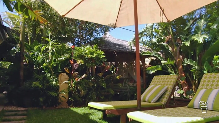 Tropical style garden with large umbrella and sun lounges on the lawn