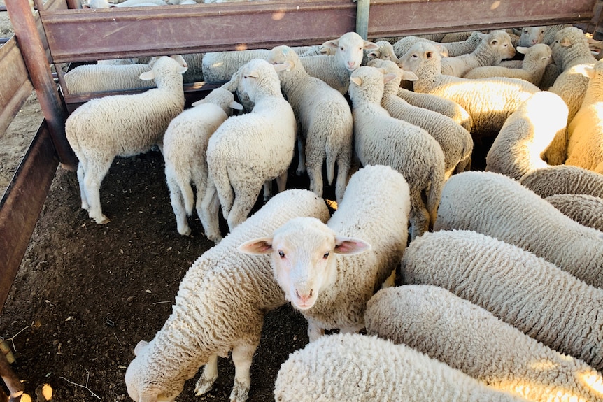 A mob of young lambs in a yard waiting for crutching