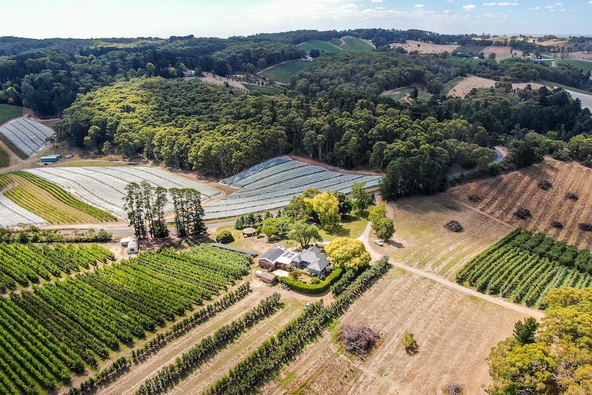 An aerial photo of a house surrounded by rows of apple trees.