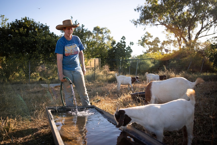 A goat young female pastoralist wears jeans, t-shirt and wide brimmed hat and fills a water trough for her goats with a hose.