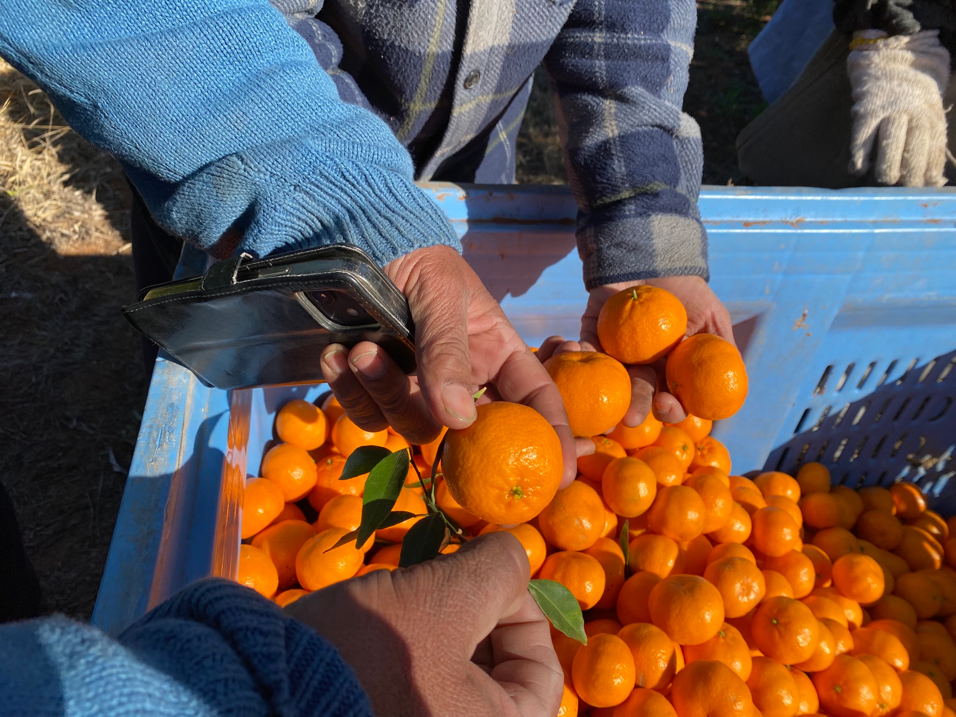 New cold storage facility to streamline supply chains for citrus growers