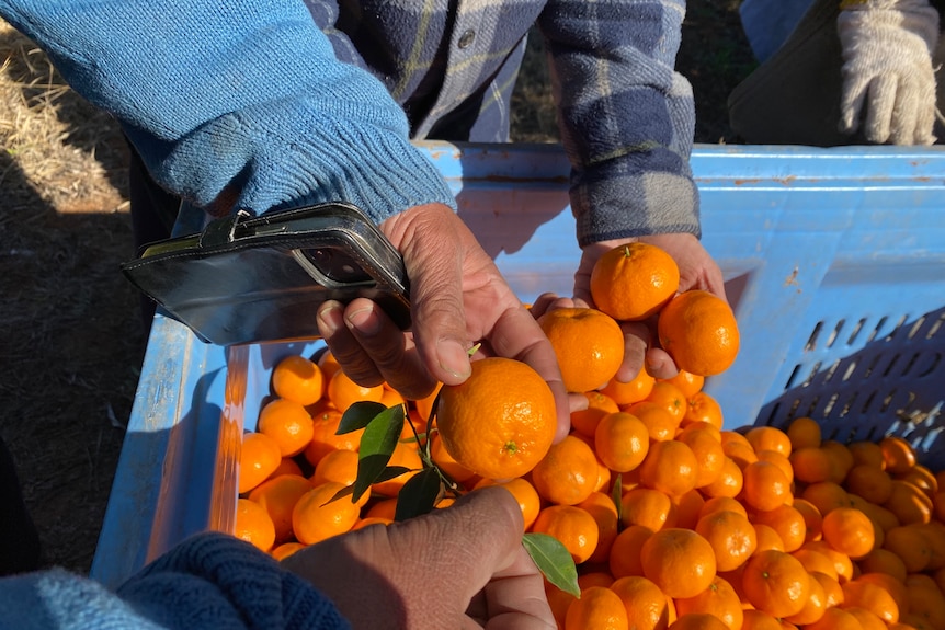 A blue crate holding hundreds of bright orange mandarins. There's a close up of hands holding them.