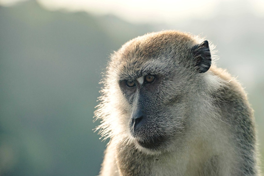 A long-tailed Macaque