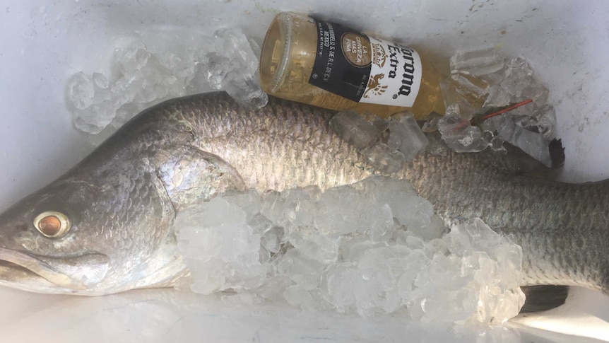 A $10K red-tagged barra...and a beer.