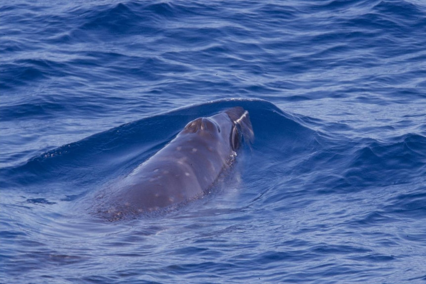 A pygmy right whale swimming in the water.