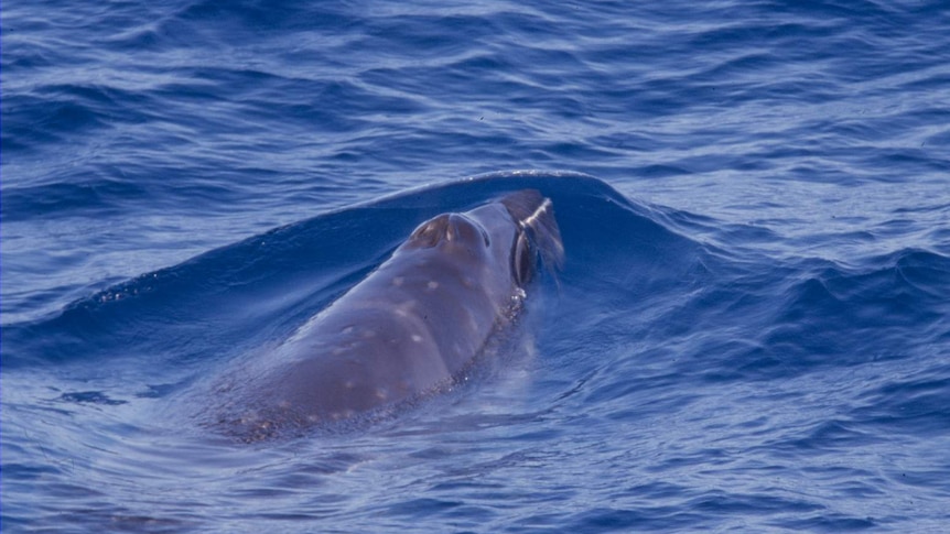 A pygmy right whale swimming in the water.