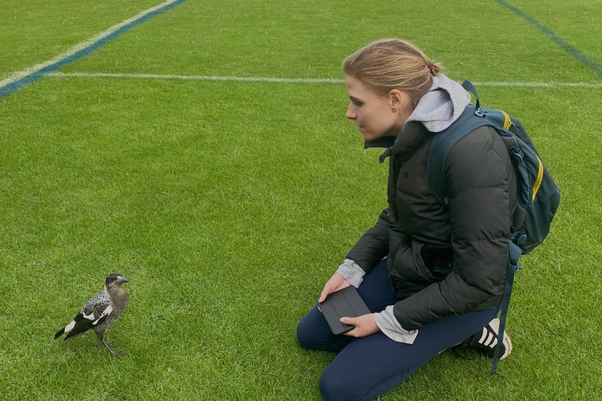 A young woman kneeling on fake grass turf with a young grey and white magpie inspecting her nearby.