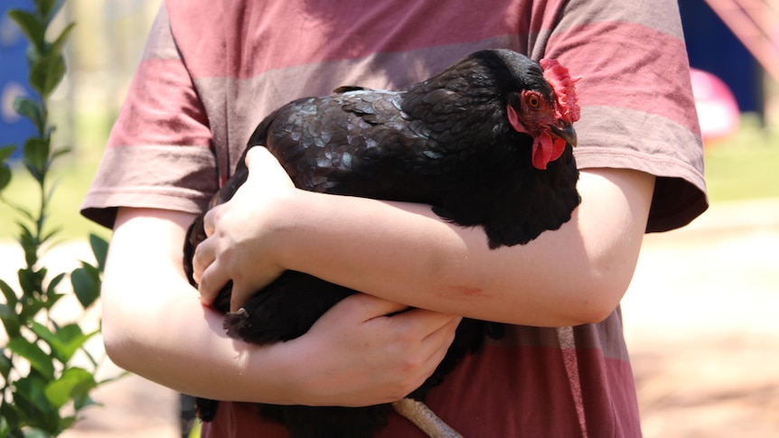 a person holding a black chicken
