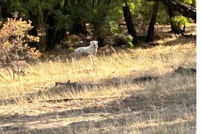 A photo of a dog in the bushland