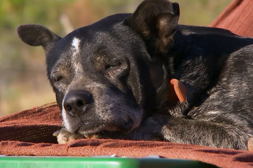 A close-up shot of a dog asleep on the back of a ute.