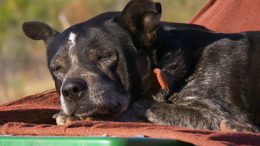 A close-up shot of a dog asleep on the back of a ute.